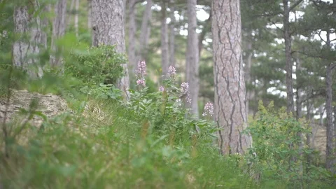 Dictamnus Stock Footage 119917066