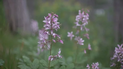 Dictamnus Stock Footage 119917092