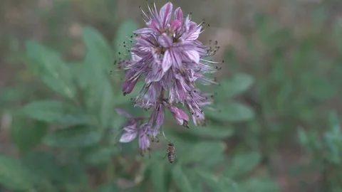 Dictamnus Stock Footage 119917101