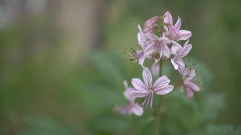 Dictamnus Stock Footage 119917110