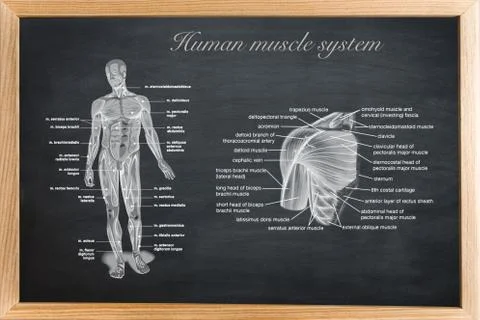 Didactic board of anatomy of human bony and muscular system Stock Illustration