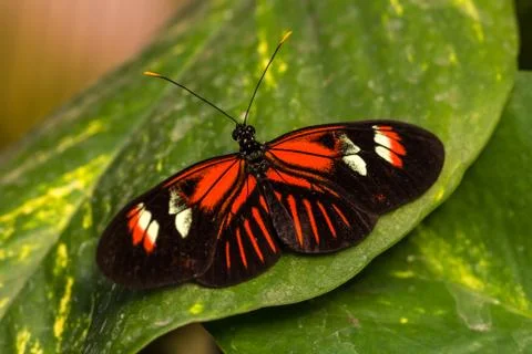 Dido longwing butterfly Stock Photos