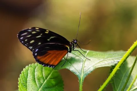 Dido longwing butterfly Stock Photos