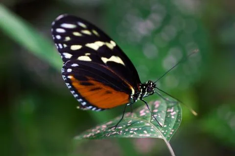 Dido longwing butterfly Stock Photos