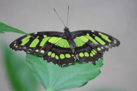Dido longwing (Philaethria dido) Stock Photos