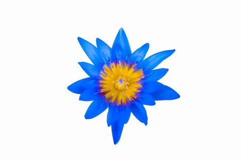 Die-cut image, flower isolate, white background Stock Photos