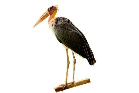 Die-cut image of a sharp-billed bird on a white background 스톡 사진