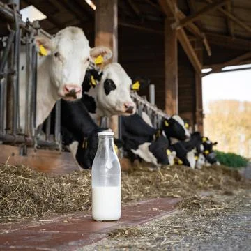 Die Milch machts - eine symbolische Milchflasche steht auf dem Futtergang ... Stock Photos