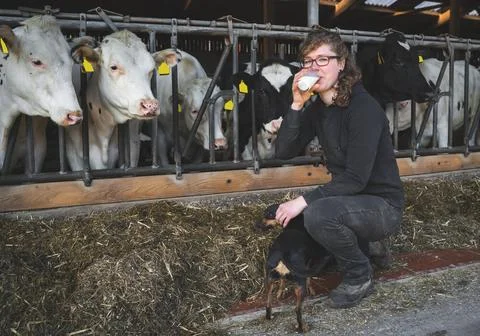 Die Milch machts - junge Landwirtin trinkt ein Glas Milch vor einigen Kühe.. Stock Photos