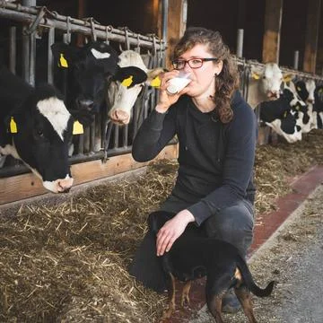 Die Milch machts - junge Landwirtin trinkt ein Glas Milch vor einigen Kühe.. Stock Photos