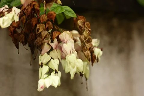 Die plant on the wall Stock Photos