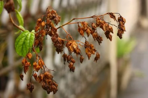 Die plant on the wall Stock Photos