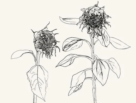 Die Sunflower. Vector set of hand drawn sunflowers and leaves , vintage style Stock Illustration