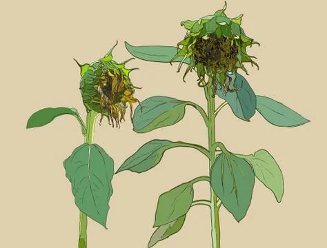 Die Sunflower. Vector set of hand drawn sunflowers and leaves , vintage style Stock Illustration