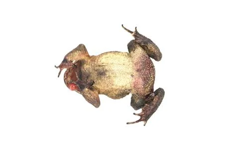 Die toad Stock Photos