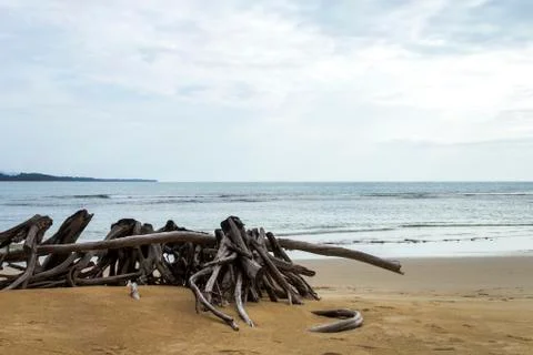 Die tree on the beach Stock Photos