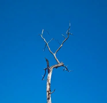Die tree on blue sky background Stock Photos