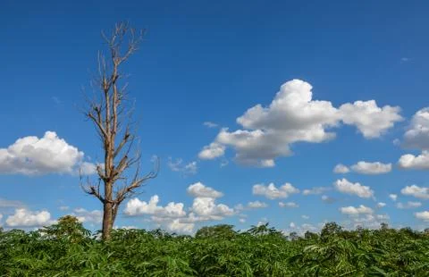 Die tree on cassava field Stock Photos