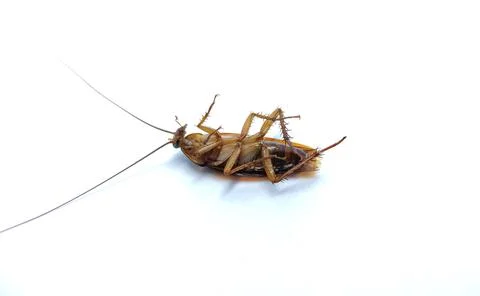 Died cockroach Stock Photos