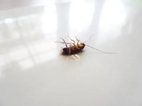 Died cockroach Stock Photos