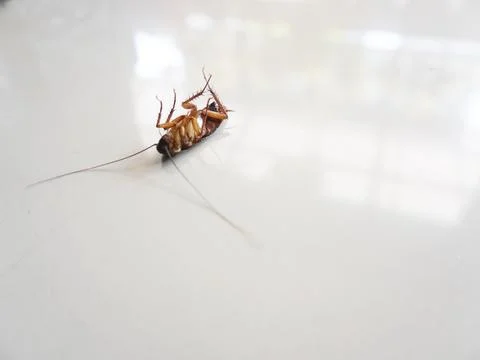 Died cockroach Stock Photos