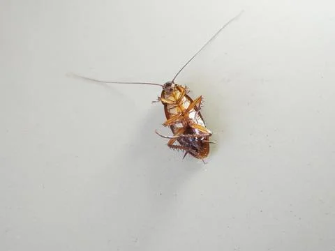 Died cockroach Stock Photos