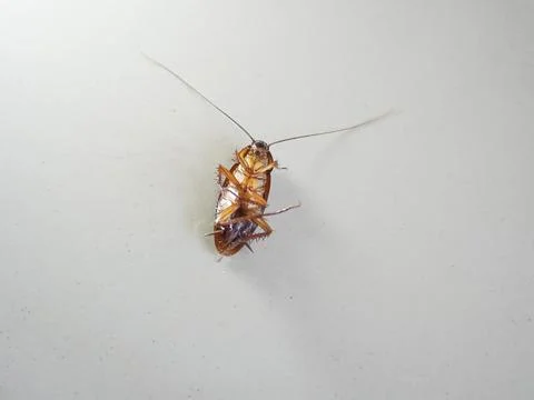 Died cockroach Stock Photos