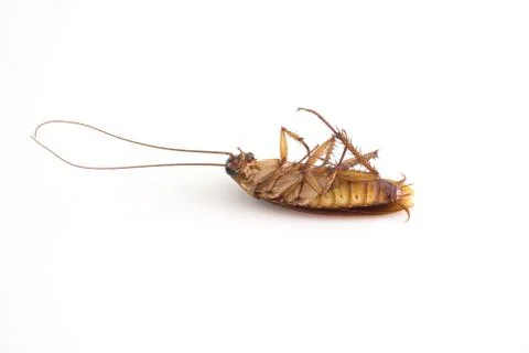 Died cockroach on white Stock Photos