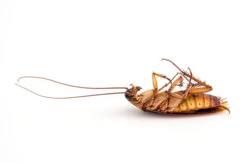 Died cockroach on white Stock Photos