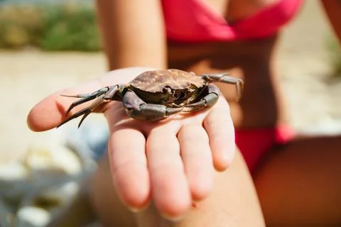 A died crab shell found on the beach and held in hand, by a woman wearing bik Stock Photos