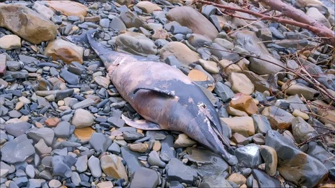 Died Dolphin body washed up on rocks during a storm at stony sea beach closeup. Stock Footage 116368341