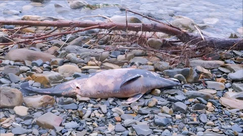 Died Dolphin washed up on rocks during a storm at stony sea beach, closeup view. Stock Footage 116660589