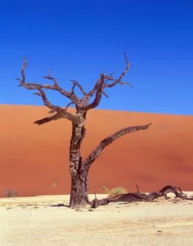 Died tree in desert Stock Photos