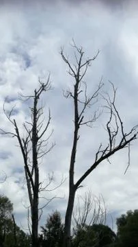 Died TREE   ghostly  contrast  before  cloudes sky Stock Photos
