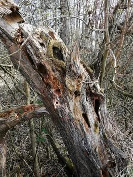 Died  TREE Stock Photos