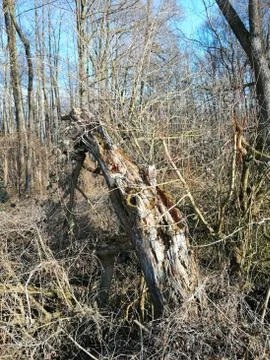 DIED  TREE  in wilderness Stock Photos