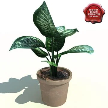 Dieffenbachia amoena Tropic Snow 3D Model