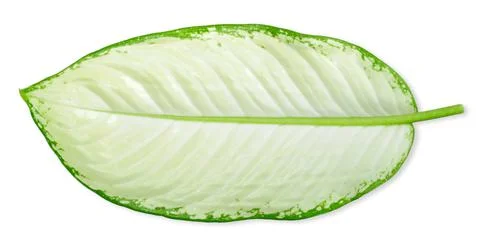 Dieffenbachia leaf ,Dumb cane leaf isolated on white background Stock Photos