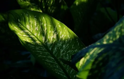 Dieffenbachia leaf (dumb cane) texture with sun rays back light effected Foto stock