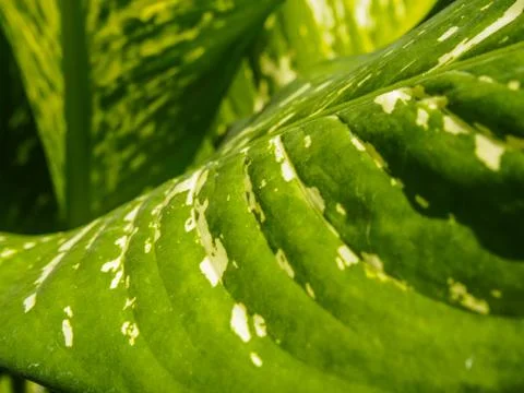 Dieffenbachia leaf texture background Stock Photos