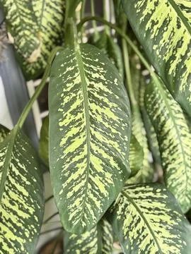 Dieffenbachia Leaf Vertical Composition Stock Photos