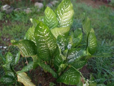 Dieffenbachia or Dumb cane (Leopard Lily) plant. Also called Blanceng plant Stock Photos