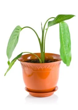 Dieffenbachia Foto stock