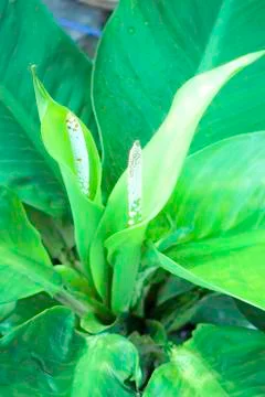 Dieffenbachia Stock Photos