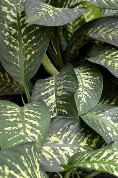 Dieffenbachia 库存照片