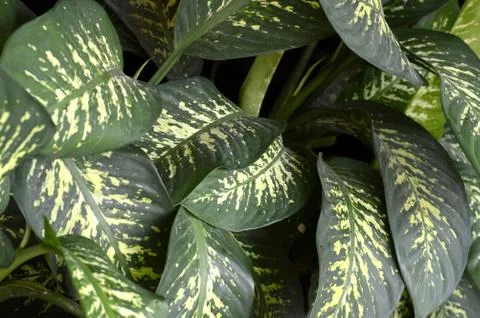 Dieffenbachia 写真素材