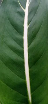 Dieffenbachia Stock Photos