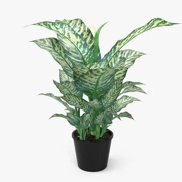 Dieffenbachia Picta Plant ~ 3D Model #91479958 | Pond5