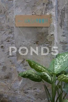 Dieffenbachia plant and washroom sing Stock Photos