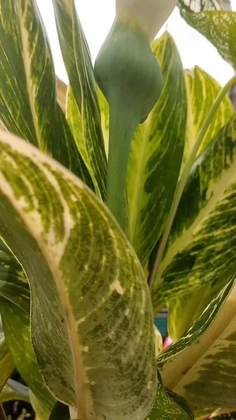 Dieffenbachia seguine, Stock Footage 327589038